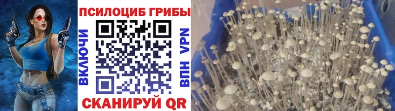 купить  сайты  нарко площадка формула  Псилоцибиновые грибы Psilocybine cubensis  Балабаново 